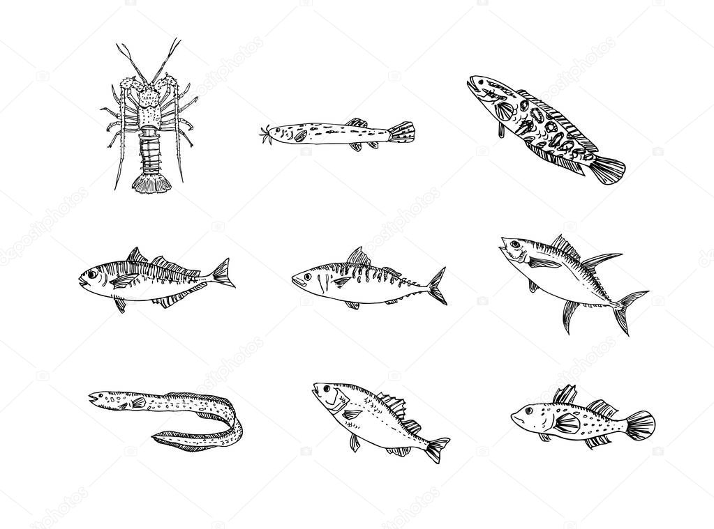 Hand drawn food ingredients - sea food menu illustrations - vector