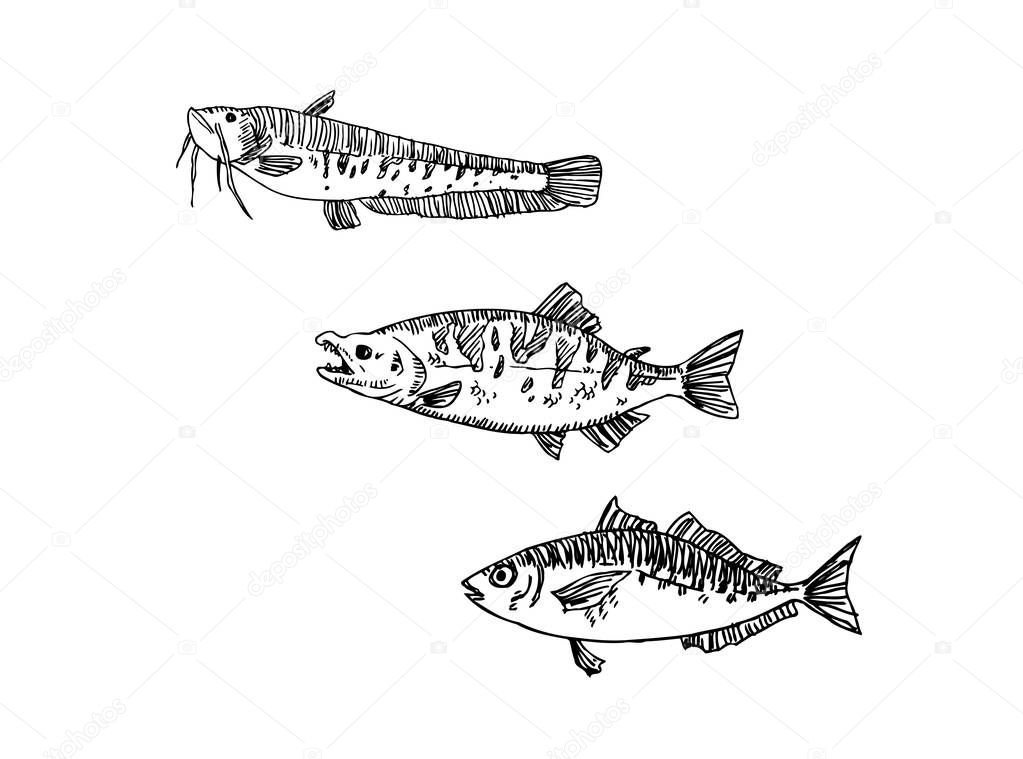 Hand drawn food ingredients - sea food menu illustrations - vector