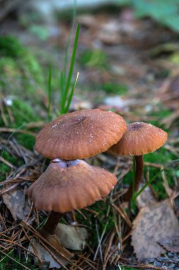Malzeme çekme mantar. Doğa sonbaharda sırasında mantar toplama bir ormanda. Büyüyen bir yenmeyen mantar. Sickener, russula emetica, turuncu kap, mantarlar, kahverengi mantar, çörek ile mantar.