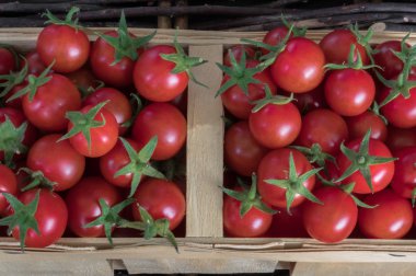 Ahşap arka plan, üstten görünüm, yatay kompozisyon sepet içinde taze renkli olgun sonbahar hatıra domates