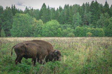 ulusal parkta Priokskiy Amerikan bizonu büyük erkek