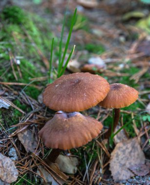 Malzeme çekme mantar. Doğa sonbaharda sırasında mantar toplama bir ormanda. Büyüyen bir yenmeyen mantar. Sickener, russula emetica, turuncu kap, mantarlar, kahverengi mantar, çörek ile mantar.
