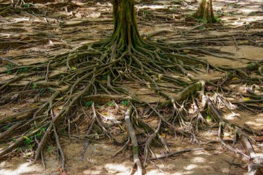 yerde çırpınan büyük ağaç kökü. sıradışı bitki kökleri. Doğa