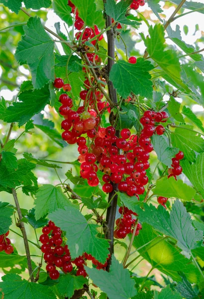 Rote Johannisbeere Reift Auf Dem Zweig — Stockfoto