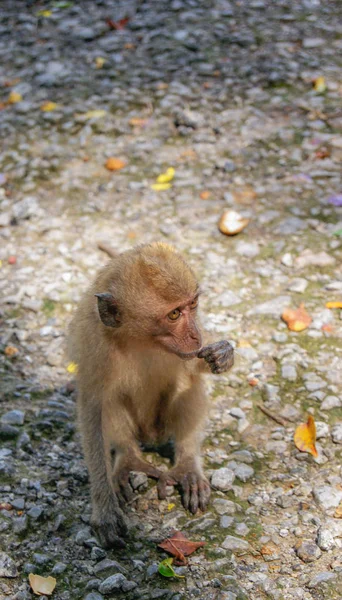 Kleine Baby Aap Monkey Forest Van Ubud Bali Indonesië — Stockfoto