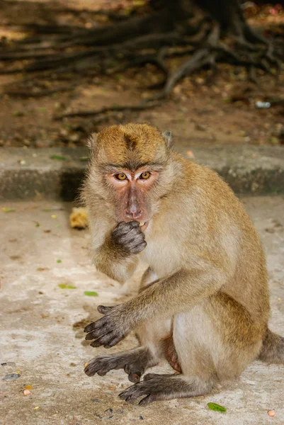 Sad abandoned monkey sitting on the side of the road thinking at the meaning of life
