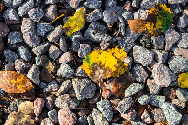 Pequeño Fondo Guijarro Negro Blanco Rojo Con Hojas Otoñales Otoño —  Fotos de Stock