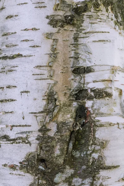 질감에 자작나무 껍질의 보기를 닫습니다 추상적인 배경으로 껍질의 — 스톡 사진