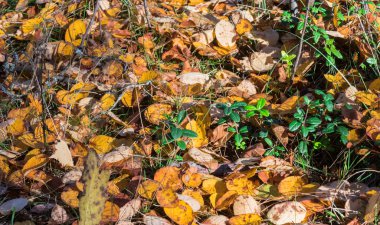 sonbahar sahne. ormanda güzel altın sonbahar.