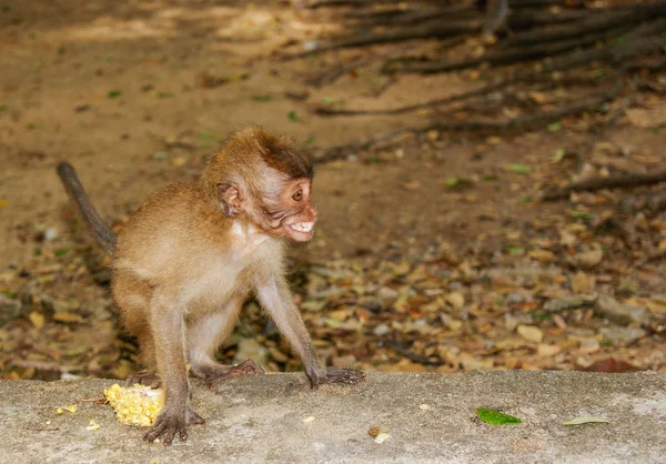 Kleine Baby Aap Monkey Forest Van Ubud Bali Indonesië — Stockfoto