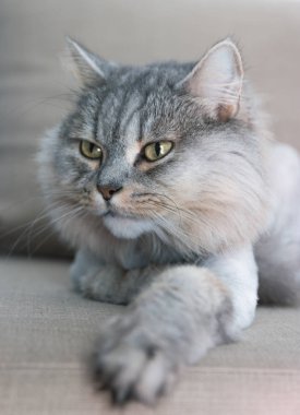 Kapalı kedi aslan altında. Asil gururlu kedi kanepede yalan. Gri kürk ile İngiliz.