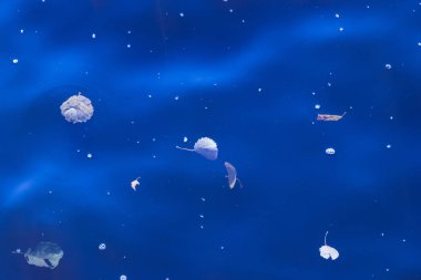 Arka plan deniz su yüzeyine vurdu. Güneşin yüzeyinde parlama