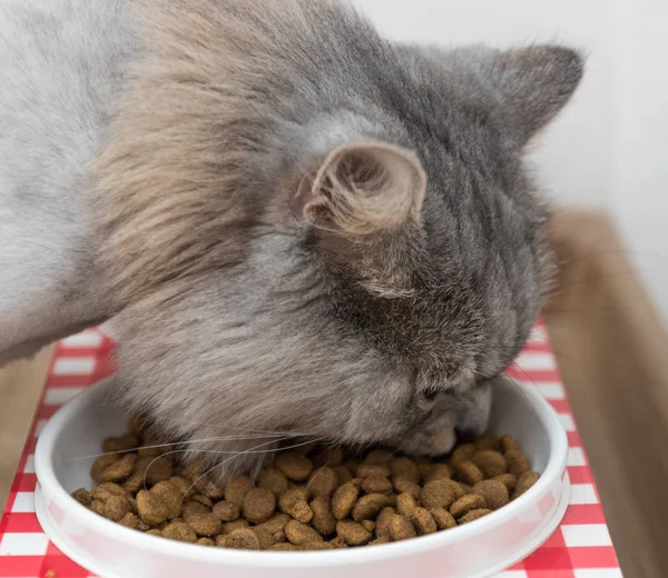 Dikkatli dikkatli ev evde beslenen hayvan kedi çok renkli mavi ve yeşil gözlü gri yemeden önce kase besleme içinde yemek et korur