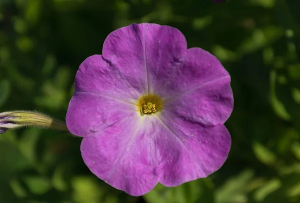 Петуния Стиморин Petunia Nyctaginiflora Нежный Цветок Цветы Разных Цветов Белые — стоковое фото