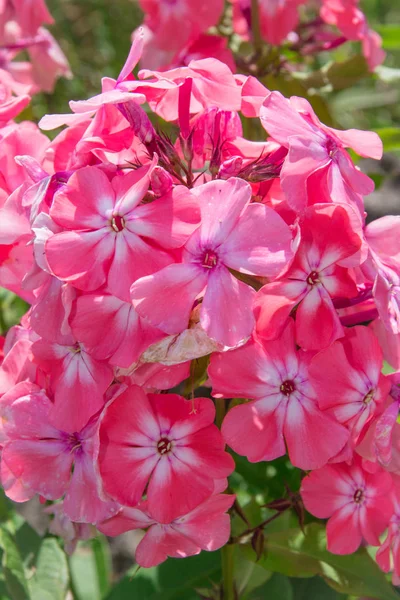 Phlox Vernisboom Herfst Phlox Overblijvende Phlox Phlox Macro Opname Van — Stockfoto