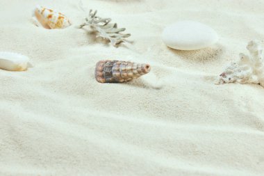 beyaz kum ve kabukları. deniz plaj arka plan. Dikey görünüm, yakın çekim.