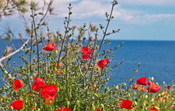 Ege Denizi ile haşhaş kırmızı görüntülemek, Thassos Island, Yunanistan, kır çiçekleri, kırmızı poppies, haşhaş, kırmızı, manzara, çiçek,