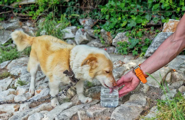 Köpek su vermek. bir adamın elini tutan bir şişe su için susuz bir köpek sıcak gün açık havada üstünde. bir köpeğin üstüne bir zincir.