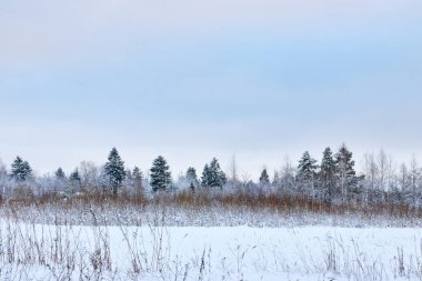 Ladin ve ağaçları ile kar kış parkta. kar ağaç.