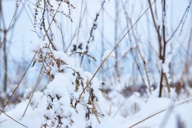 Ladin ve ağaçları ile kar kış parkta. kar ağaç.