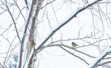 Ağaç dallarının buz ve kar, kar kış ormanda karşı kaplı. Ağaçlar biri serçeye oturur
