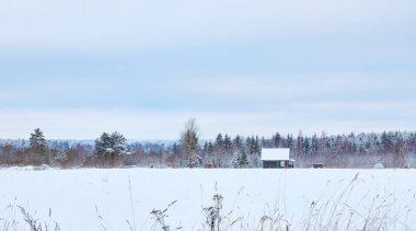 Ladin ve ağaçları ile kar kış parkta. kar ağaç.