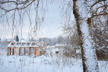 Ladin ve ağaçları ile kar kış parkta. kar ağaç.