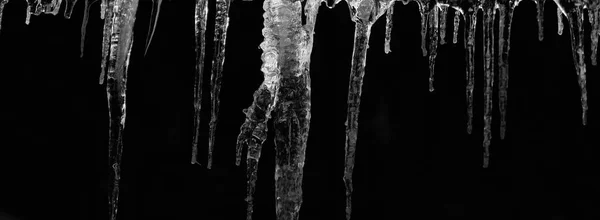 number of natural icicles on a black background. frozen water in winter. a group of dangling icicles. copy space.