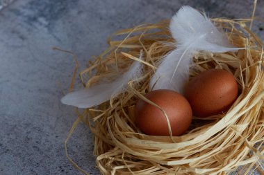 Kahverengi tavuk yumurtası beyaz tüyler saman ile hafif Beton üzerinde iç içe. Uzay kopyalayın. Yatay görünüm çiğ tavuk yumurta. Köy kavramı