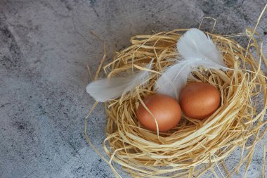 Kahverengi tavuk yumurtası beyaz tüyler saman ile hafif Beton üzerinde iç içe. Uzay kopyalayın. Yatay görünüm çiğ tavuk yumurta. Köy kavramı