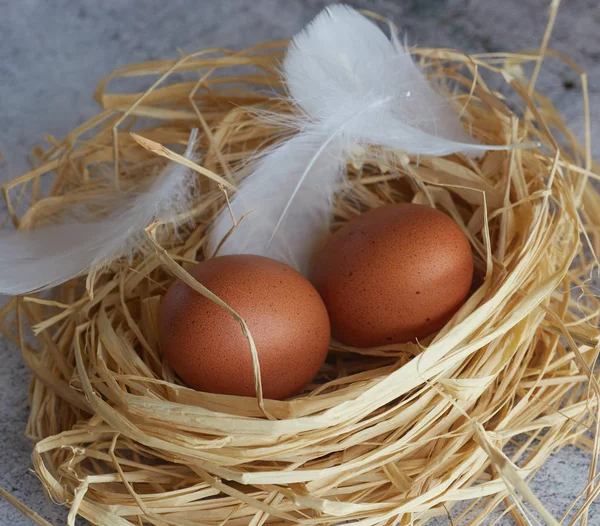 Kahverengi tavuk yumurtası beyaz tüyler saman ile hafif Beton üzerinde iç içe. çiftlik yumurta closeup. Yatay görünüm çiğ tavuk yumurta. Köy kavramı