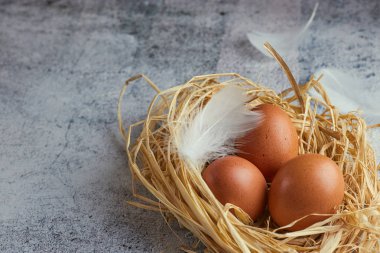 Kahverengi tavuk yumurtası beyaz tüyler saman ile hafif Beton üzerinde iç içe. çiftlik yumurta closeup. Yatay görünüm çiğ tavuk yumurta. Köy kavramı