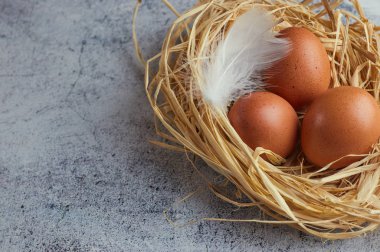 Kahverengi tavuk yumurtası beyaz tüyler saman ile hafif Beton üzerinde iç içe. çiftlik yumurta closeup. Yatay görünüm çiğ tavuk yumurta. Köy kavramı