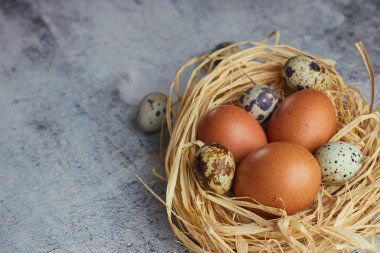 Kahverengi tavuk yumurtası beyaz tüyler saman ile hafif Beton üzerinde iç içe. çiftlik yumurta closeup. Yatay görünüm çiğ tavuk yumurta. Köy kavramı