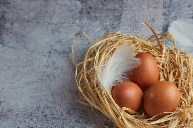 Kahverengi tavuk yumurtası beyaz tüyler saman ile hafif Beton üzerinde iç içe. bir çiftlik yumurta closeup. kopya alanı. Yatay görünüm çiğ tavuk yumurta. Köy kavramı