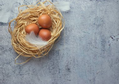 Kahverengi tavuk yumurtası beyaz tüyler saman ile hafif Beton üzerinde iç içe. bir çiftlik yumurta closeup. kopya alanı. Yatay görünüm çiğ tavuk yumurta. Köy kavramı