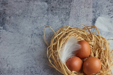 Kahverengi tavuk yumurtası beyaz tüyler saman ile hafif Beton üzerinde iç içe. bir çiftlik yumurta closeup. kopya alanı. Yatay görünüm çiğ tavuk yumurta. Köy kavramı