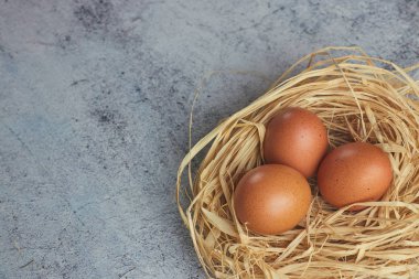Kahverengi tavuk yumurtası beyaz tüyler saman ile hafif Beton üzerinde iç içe. çiftlik yumurta closeup. Yatay görünüm çiğ tavuk yumurta. Köy kavramı