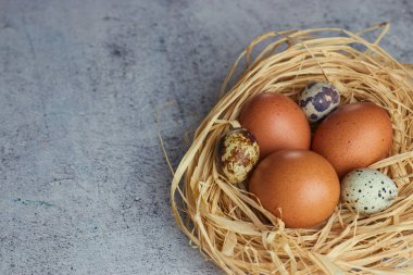 Kahverengi tavuk yumurtası bıldırcın yumurtası içinde saman ile betona iç içe. bir çiftlik yumurta closeup. Yatay görünüm çiğ tavuk yumurta. Köyün kavramı. bıldırcın yumurtası.