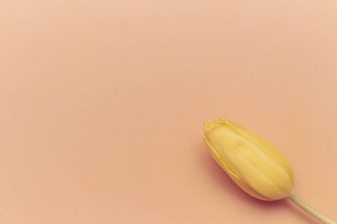 Şeftali arka planda bir sarı lale. boş alan. tek çiçek