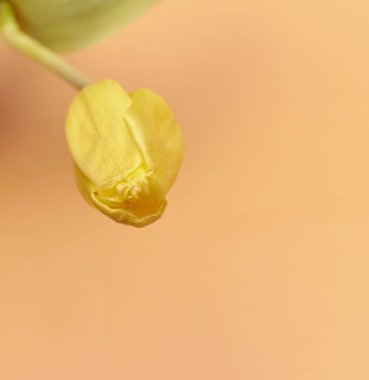 Şeftali arka planda bir sarı lale. boş alan. tek çiçek