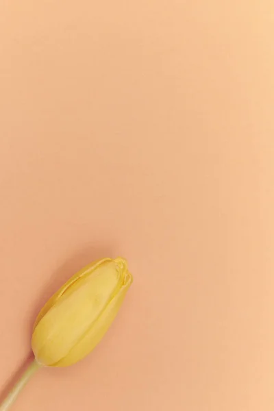 Un tulipán amarillo sobre fondo de melocotón. espacio libre. flor única — Foto de Stock