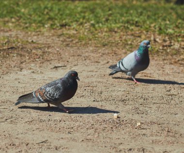2 güvercin bir erkek ve bir kız açık havalarda parkta yürüyorlar. kuşlar yakın.