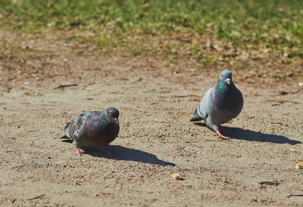 2 pombos um menino e uma menina estão andando no parque em tempo claro. aves fechar . — Fotografia de Stock