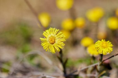 Erken bahar çalı coltsfoot.sarı çiçekler çiçeklenme.