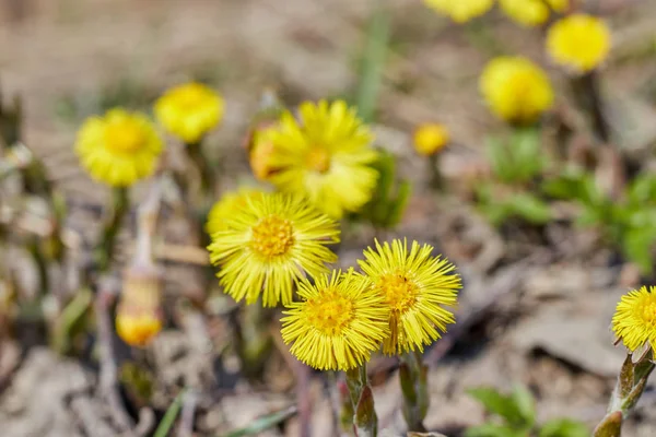 Blommar i början av våren buske Coltsfoot. gula blommor. — Stockfoto