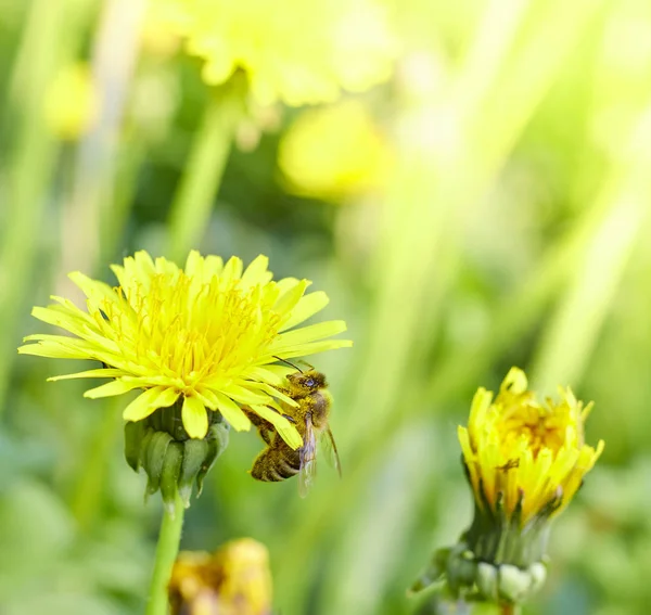 A honey bee collects nectar from a dandelion flower in sunny summertime.