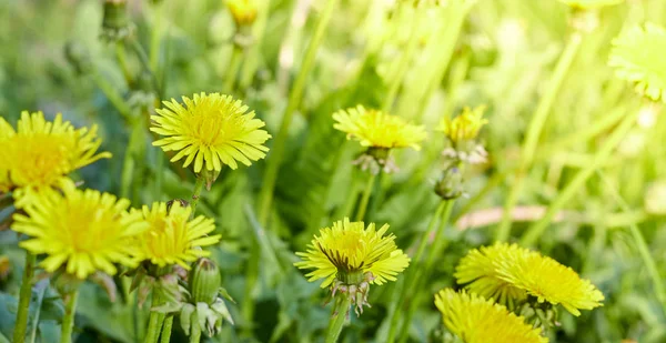 Gula maskrosor en solig vårdag. Sommarsäsong. bakgrund från en grupp maskrosor. — Stockfoto