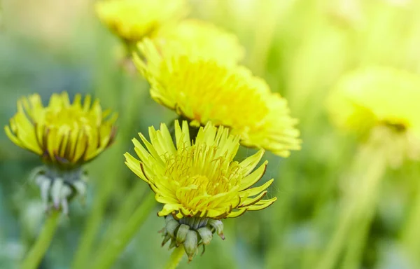 Gula maskrosor en solig vårdag. Sommarsäsong. bakgrund från en grupp maskrosor. — Stockfoto