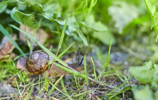 Равлик в мушлі плаче на зеленій траві, літній день в саду — стокове фото